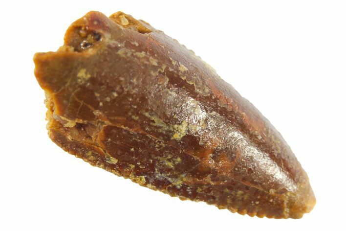 Serrated, Raptor Premaxillary Tooth - Real Dinosaur Tooth #268372